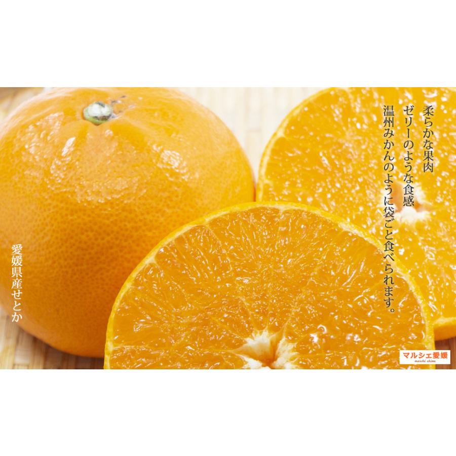 せとか 約1キロ 少量 サイズ混合 L 2L 柑橘 愛媛 1kg 箱買い まれに傷
