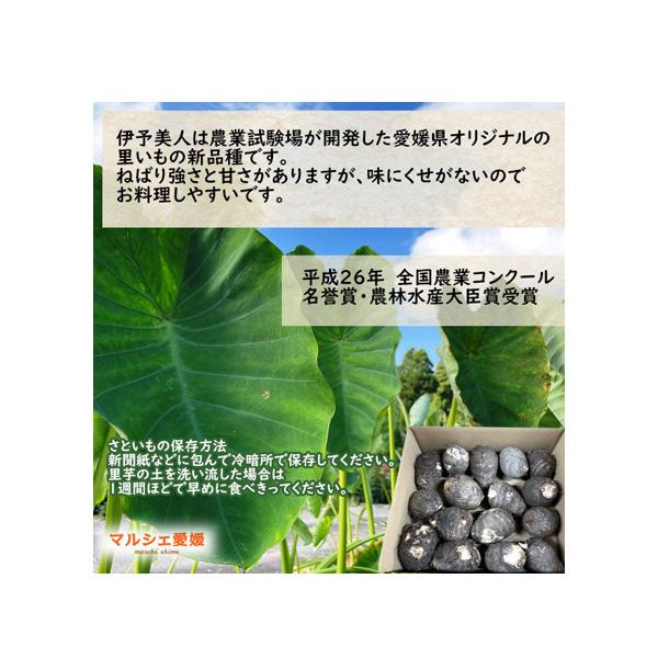 さといも 伊予美人 10kg 秀品 L 2L 里芋 10キロ 贈答用 愛媛 大きめ