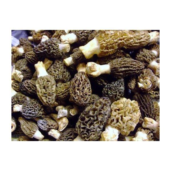 フレッシュの高級キノコ アミガサ茸 モリーユ の入荷！！約500g 毎週