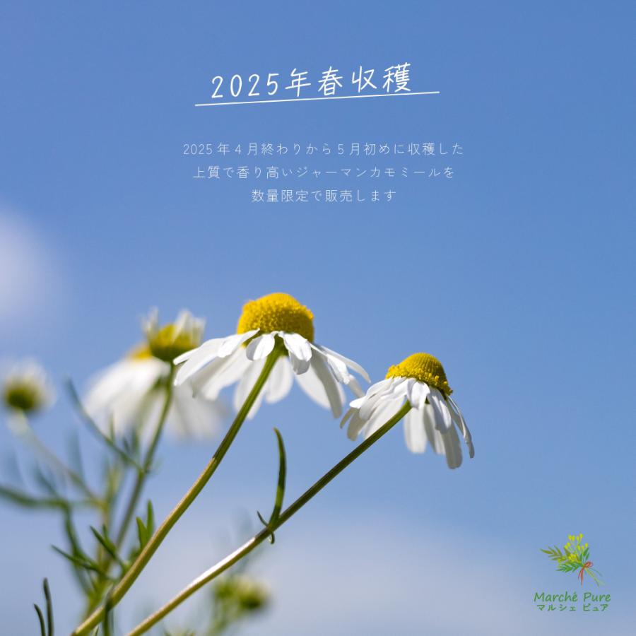 カモミールティー 国産 25g 熊本県産 カモミール ハーブ ジャーマン