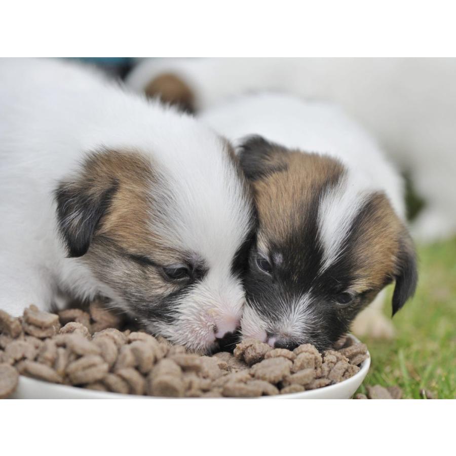 Natural Nurse プレミアムドッグフード 2.4㎏ ナチュラルナース ドッグフード 2.4kg（無添加 ドライフード）: neel