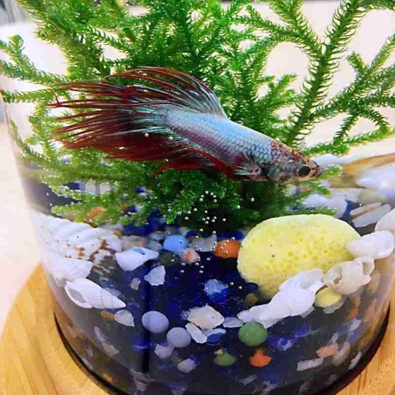 水槽 卓上ガラス水槽 インテリア 1ピース ガラス ベタ水槽 竹製 ミニ水槽 装飾 アクセサリー 回転可能 スタイリッシュ かわいい :20210612mzn03:MARE ヤフーショップ - 通販 - Yahoo!ショッピング 水槽 卓上ガラス水槽 インテリア 1ピース ガラス ベタ水槽 竹製 ミニ水槽 装飾 アクセサリー 回転可能 スタイリッシュ かわいい :20210612mzn03:MARE ヤフーショップ - 通販 - Yahoo!ショッピング