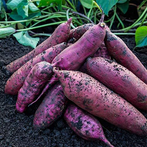 紅はるか・焼き芋サイズ家庭用SML混合10キロg・茨城県那珂市産・業者