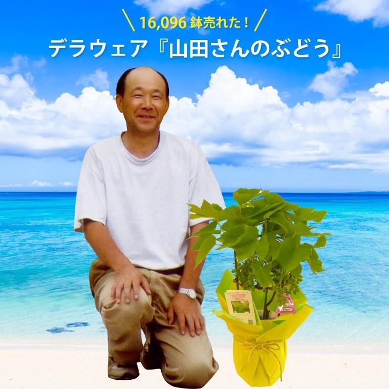 父の日 21年 プレゼント 果樹 山田さん ぶどう 鉢植え デラウェア 鉢 苗 木 果物 ギフト 家庭菜園 誕生日 父 祖父 60代 70代 お中元 08fu 001 横浜花まりかフラワーギフト専門店 通販 Yahoo ショッピング