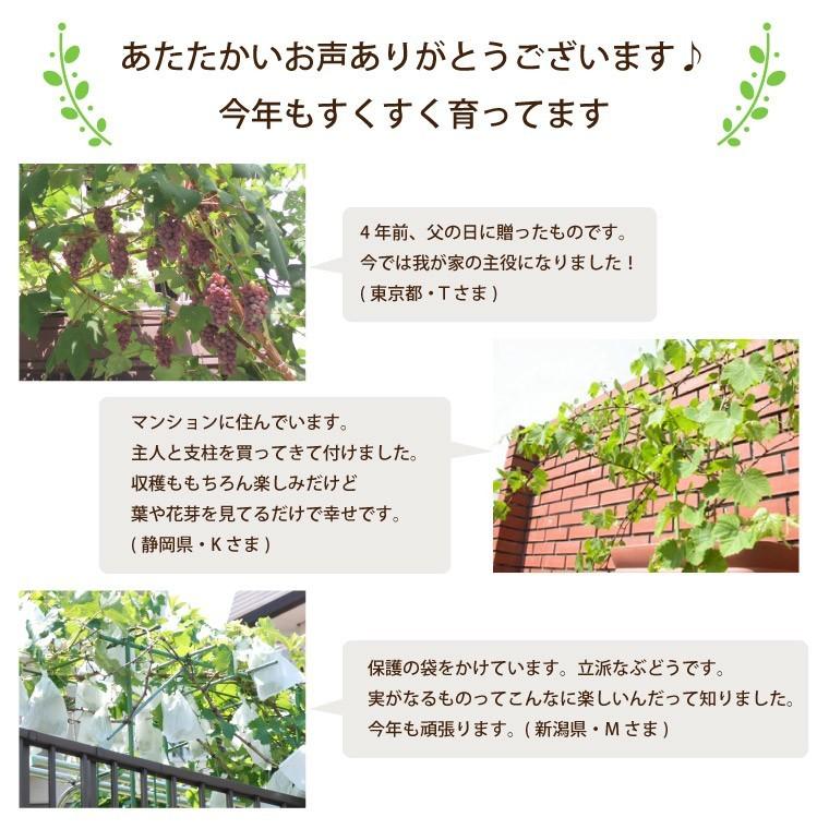 父の日 21年 プレゼント 果樹 山田さん ぶどう 鉢植え デラウェア 鉢 苗 木 果物 ギフト 家庭菜園 誕生日 父 祖父 60代 70代 お中元 08fu 001 横浜花まりかフラワーギフト専門店 通販 Yahoo ショッピング