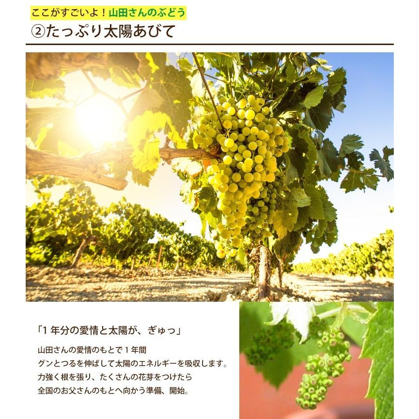 父の日 21年 プレゼント 果樹 山田さん ぶどう 鉢植え デラウェア 鉢 苗 木 果物 ギフト 家庭菜園 誕生日 父 祖父 60代 70代 お中元 08fu 001 横浜花まりかフラワーギフト専門店 通販 Yahoo ショッピング