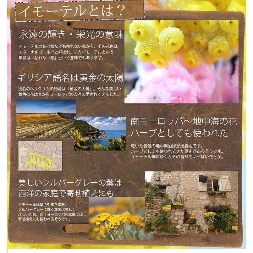 ペット お供え 花 イモーテル リース お供え プリザ プリザーブドフラワー お悔やみ ペットロス 仏花 枕花 08mp 0n 横浜花まりかフラワーギフト専門店 通販 Yahoo ショッピング