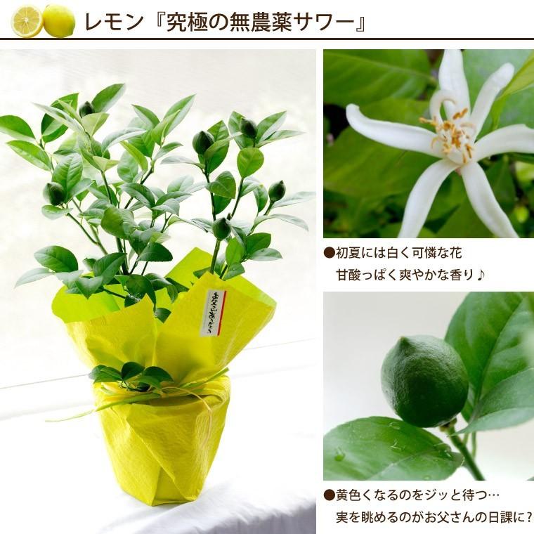 父の日 21年 プレゼント 初夏 果樹 鉢植え ブルーベリー レモン ブラックベリー 鉢 苗 木 誕生日 ギフト 男性 60代 70代 果物 フルーツ 11f 04 横浜花まりかフラワーギフト専門店 通販 Yahoo ショッピング