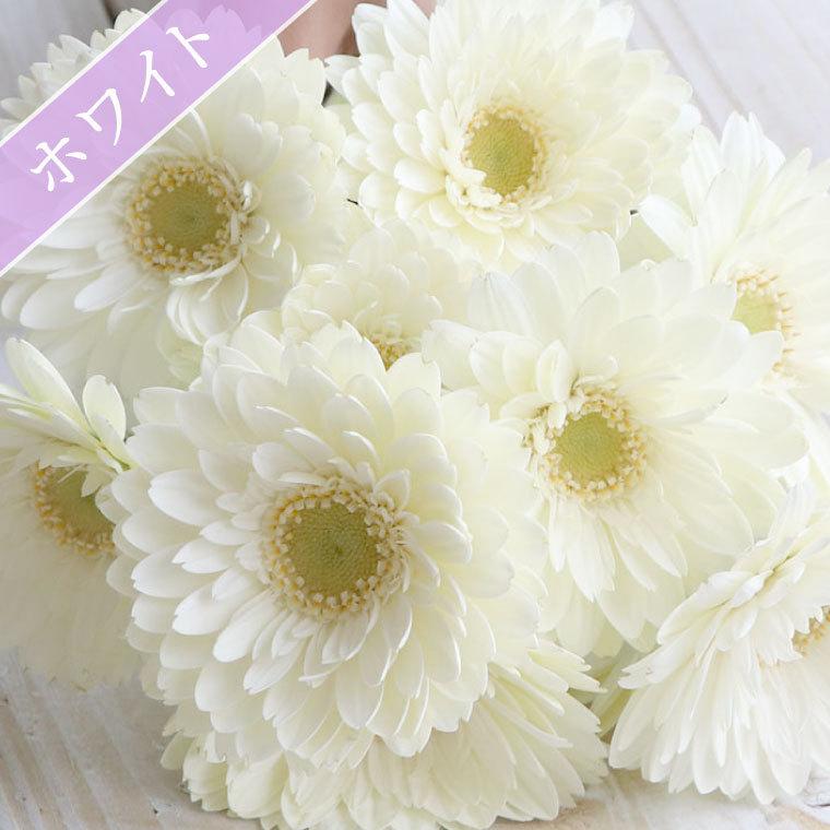 7日前予約品 結婚祝い 花 花言葉 希望 ガーベラ 花束 本 生花 ブーケ 退職祝い 女性 フラワー ギフト 記念日 誕生日 プレゼント 還暦祝い 母 Ft 018 横浜花まりかフラワーギフト専門店 通販 Yahoo ショッピング