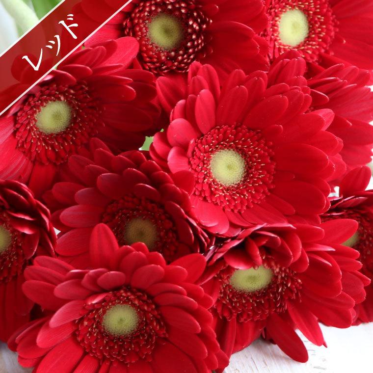 最大66 Offクーポン 7日前予約品 退職祝い 花 花言葉 希望 ガーベラ 花束 30本 生花 ブーケ お花 フラワー ギフト 結婚祝い プレゼント 誕生日 女性 母