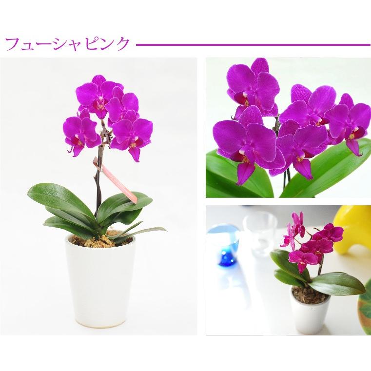 父の日 21 鉢植え 花 ギフト 選べる マイクロ 胡蝶蘭 鉢植えの花 花鉢 コチョウラン 洋ラン 生花 プレゼント 還暦 古希 喜寿 祝い 母 祖母 Gf Skrn S 横浜花まりかフラワーギフト専門店 通販 Yahoo ショッピング