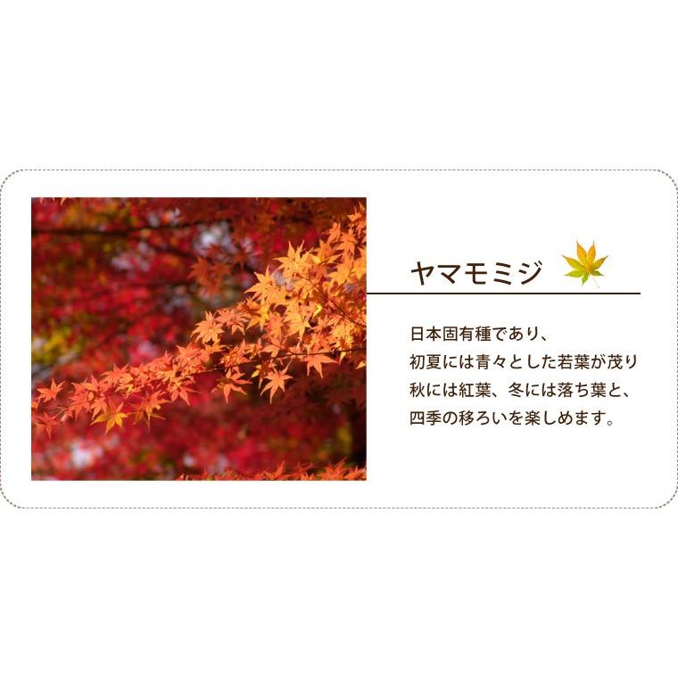 予約品 敬老の日 プレゼント 孫 盆栽 初心者 岩もみじ おじいちゃん 紅葉 ヤマモミジ 鉢植え 鉢花 誕生日 男性 父 祖父 60代 70代 80代 Ha 01 横浜花まりかフラワーギフト専門店 通販 Yahoo ショッピング