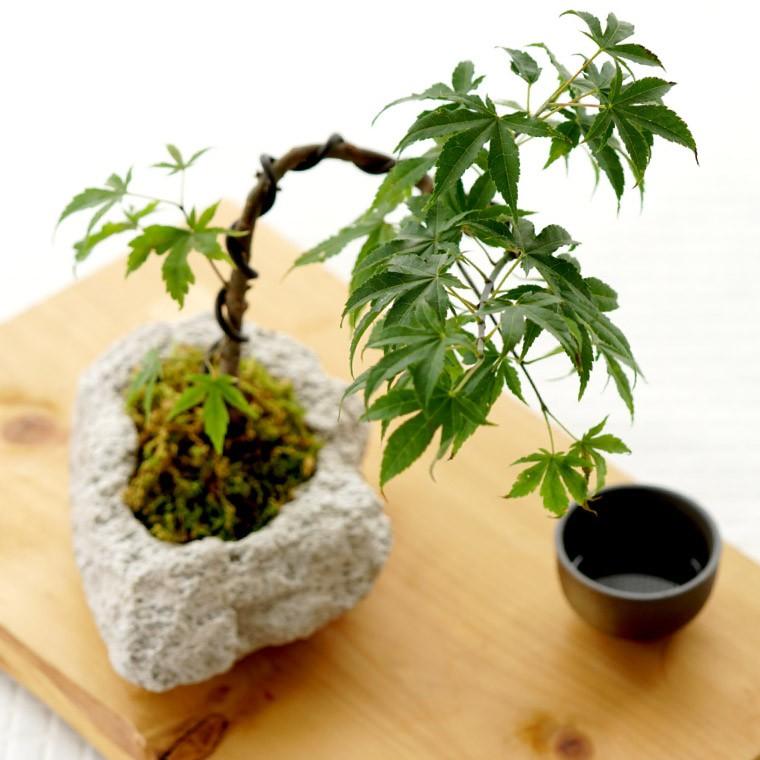 山モミジ盆栽　常滑鉢付き　紅葉盆栽　ヤマモミジ　鉢植え 山モミジ盆栽 常滑鉢付き 紅葉盆栽 ヤマモミジ 鉢植え