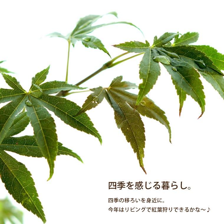 プレゼント 孫 盆栽 初心者 岩もみじ おじいちゃん 紅葉 ヤマモミジ 