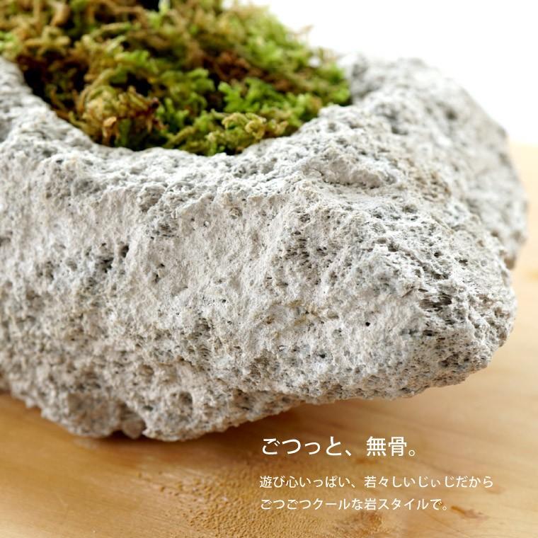 もみじ　岩植 プレゼント 孫 盆栽 初心者 岩もみじ おじいちゃん 紅葉 ヤマモミジ