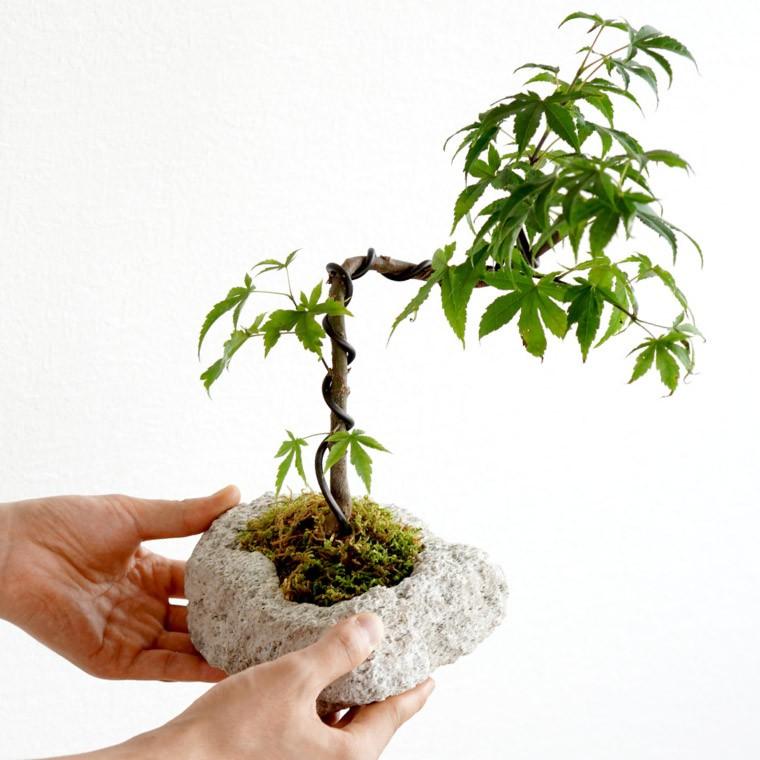 山モミジ盆栽　常滑鉢付き　紅葉盆栽　ヤマモミジ　鉢植え 山モミジ盆栽 常滑鉢付き 紅葉盆栽 ヤマモミジ 鉢植え