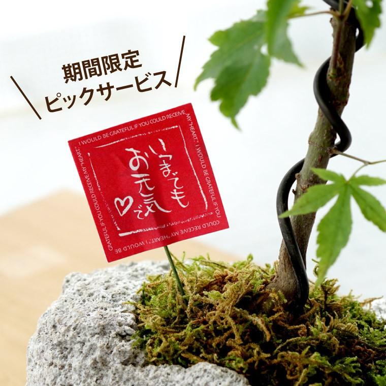 プレゼント 孫 盆栽 初心者 岩もみじ おじいちゃん 紅葉 ヤマモミジ 