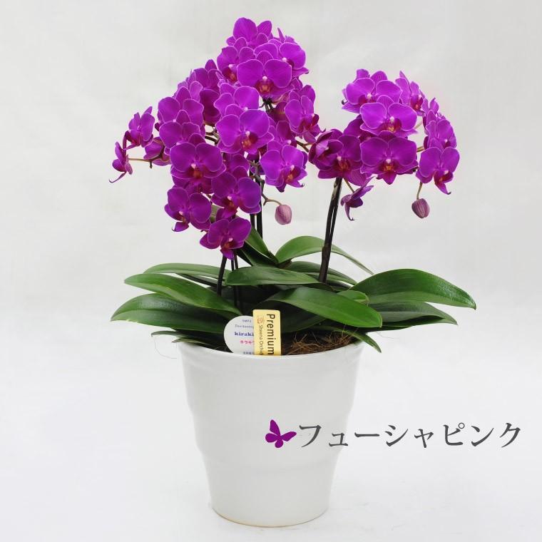 プレゼント 80代 祖母 鉢植え 花 ギフト 椎名洋ラン園 ミディ 胡蝶蘭 5.5号 3F 鉢花 コチョウラン 洋蘭 70代 還暦祝い 女性 古希 喜寿 お祝いの画像
