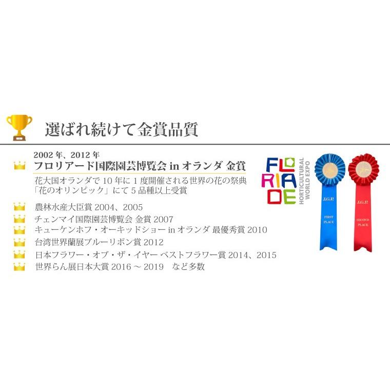 プレゼント 80代 祖母 鉢植え 花 ギフト 椎名洋ラン園 ミディ 胡蝶蘭 5.5号 3F 鉢花 コチョウラン 洋蘭 70代 還暦祝い 女性 古希 喜寿 お祝いの画像