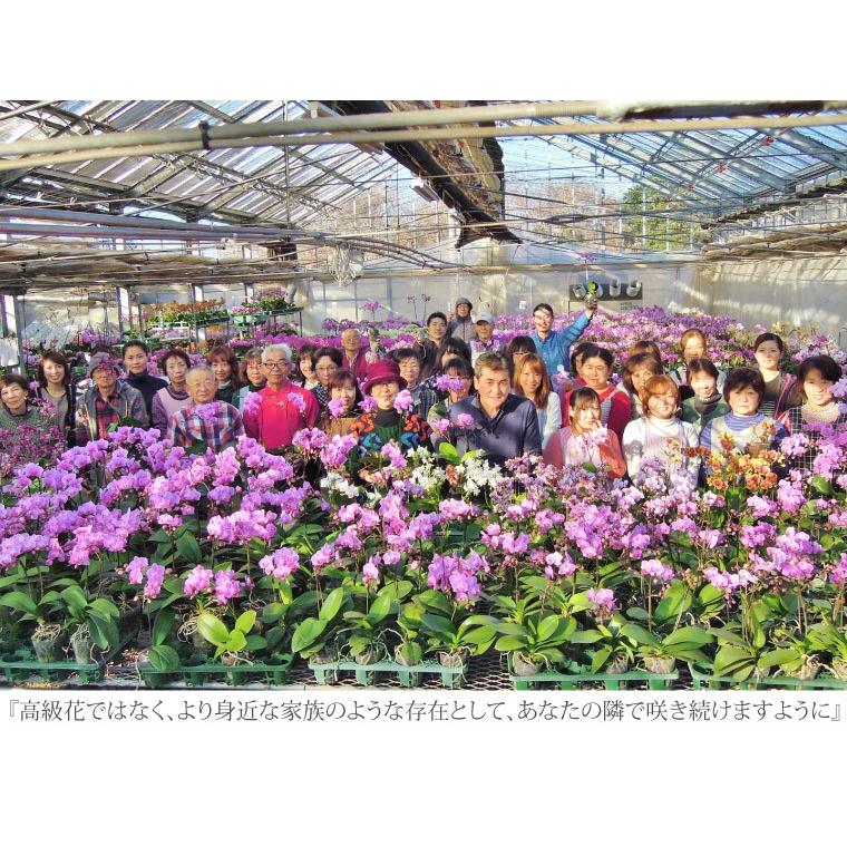 プレゼント 80代 祖母 鉢植え 花 ギフト 椎名洋ラン園 ミディ 胡蝶蘭 5.5号 3F 鉢花 コチョウラン 洋蘭 70代 還暦祝い 女性 古希 喜寿 お祝いの画像