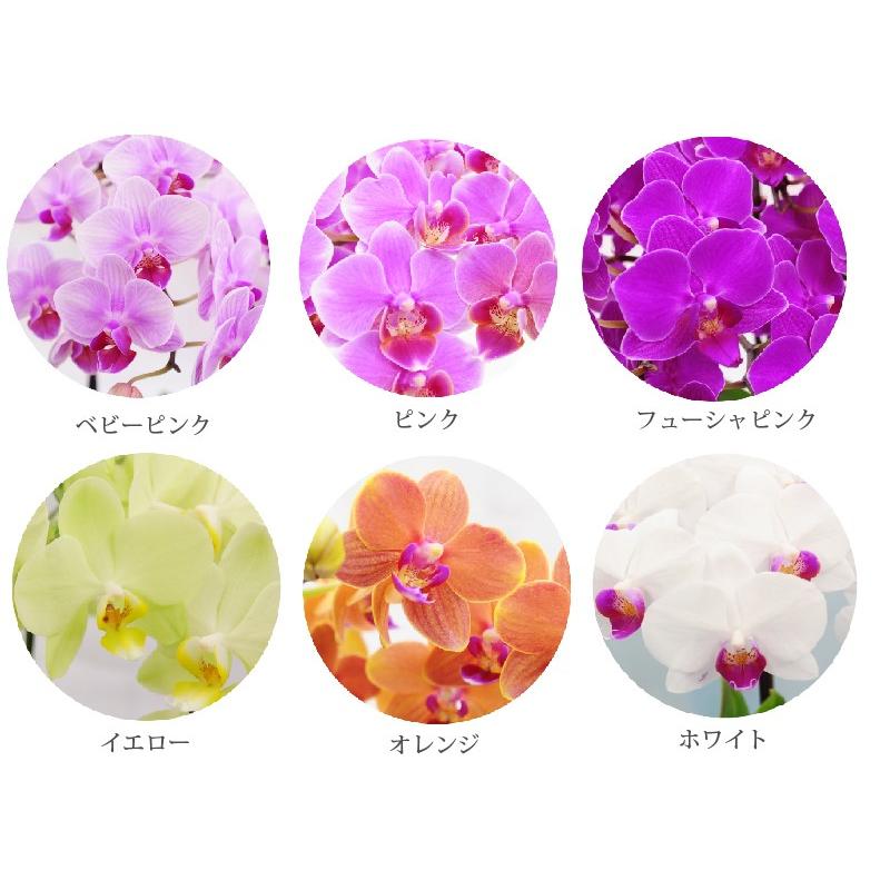 プレゼント 80代 祖母 鉢植え 花 ギフト 椎名洋ラン園 ミディ 胡蝶蘭 5.5号 3F 鉢花 コチョウラン 洋蘭 70代 還暦祝い 女性 古希 喜寿 お祝いの画像
