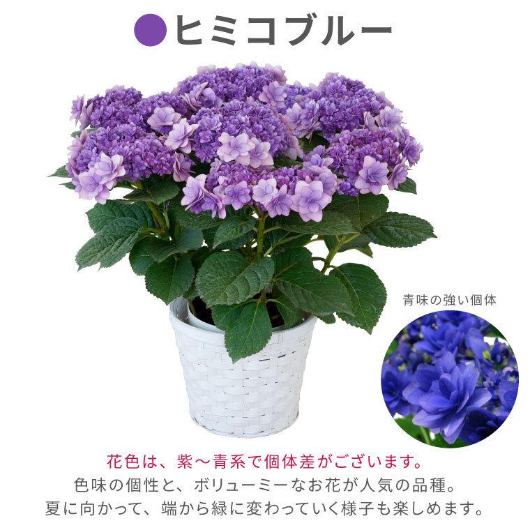 鉢植え 花 ギフト 登坂園芸 あじさい 鉢花 紫陽花 誕生日 プレゼント 古希 喜寿 祝い 女性 母 祖母 50代 60代 70代 80代 Ha 07 横浜花まりかフラワーギフト専門店 通販 Yahoo ショッピング