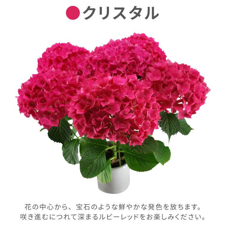 鉢植え 花 ギフト 登坂園芸 あじさい 鉢花 紫陽花 誕生日 プレゼント 古希 喜寿 祝い 女性 母 祖母 50代 60代 70代 80代 Ha 07 横浜花まりかフラワーギフト専門店 通販 Yahoo ショッピング