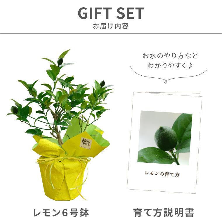 育てる 果樹鉢 レモンの木 号 果物 苗木 鉢植え 花 夏 ギフト 誕生日