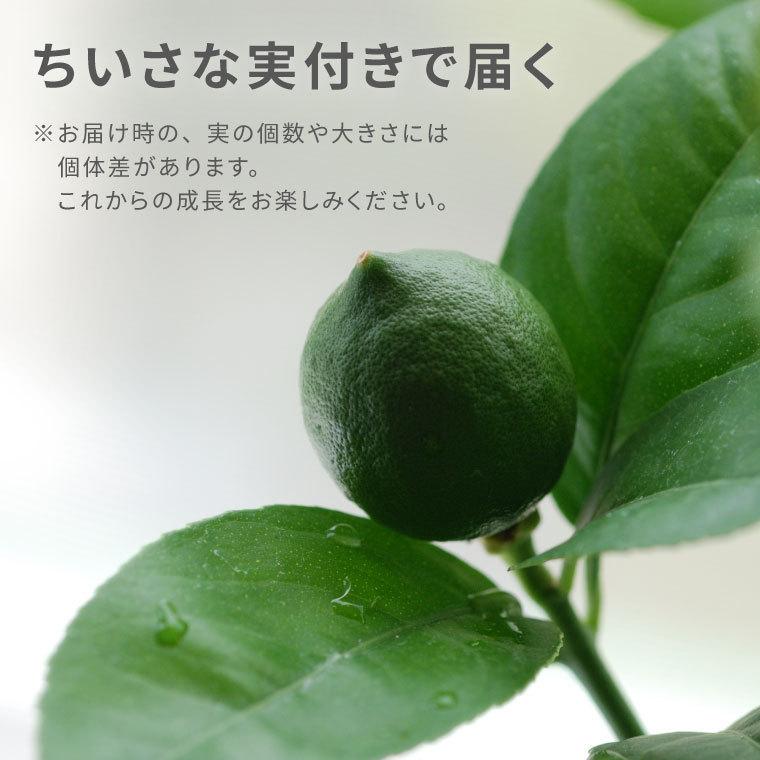 育てる 果樹鉢 レモンの木 号 果物 苗木 鉢植え 花 夏 ギフト 誕生日