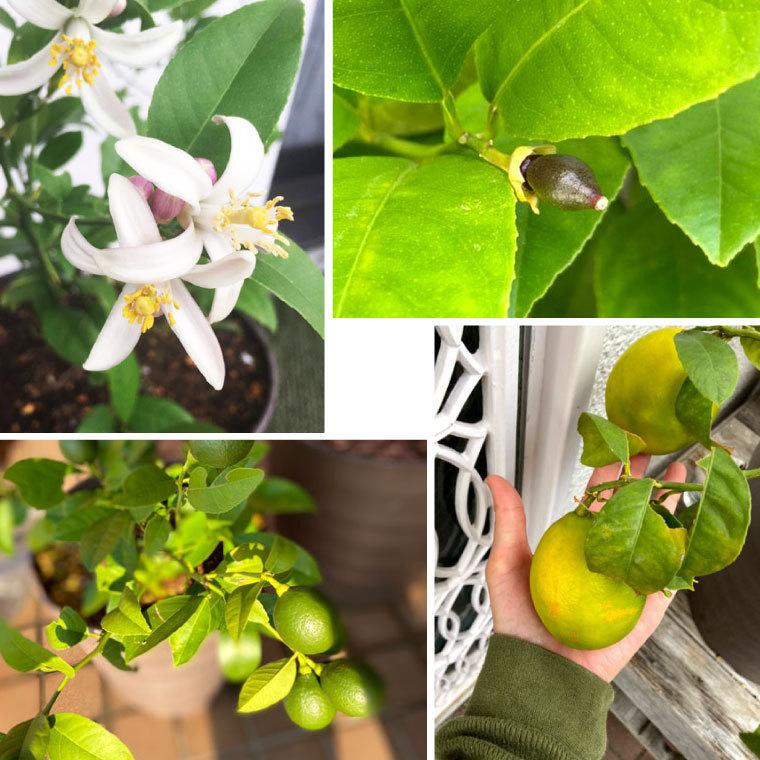 育てる 果樹鉢 レモンの木 号 果物 苗木 鉢植え 花 夏 ギフト 誕生日