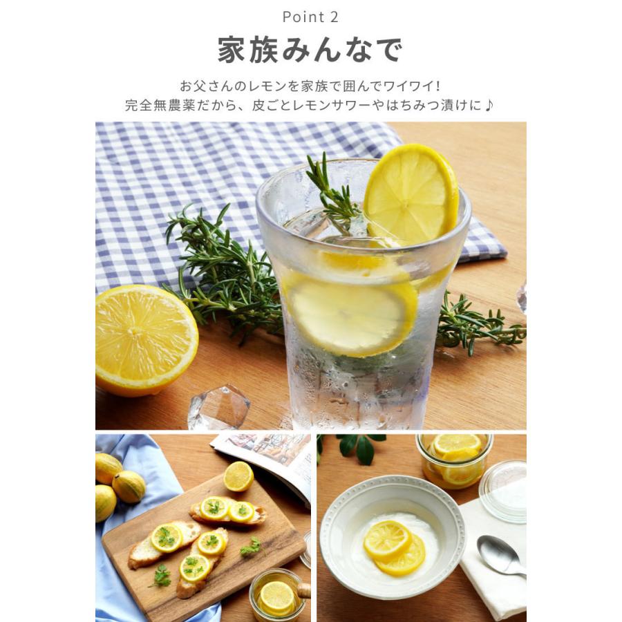 レモンの木 高さ約2m（既に実をつけた木です）鉢植えです。鉢のままお