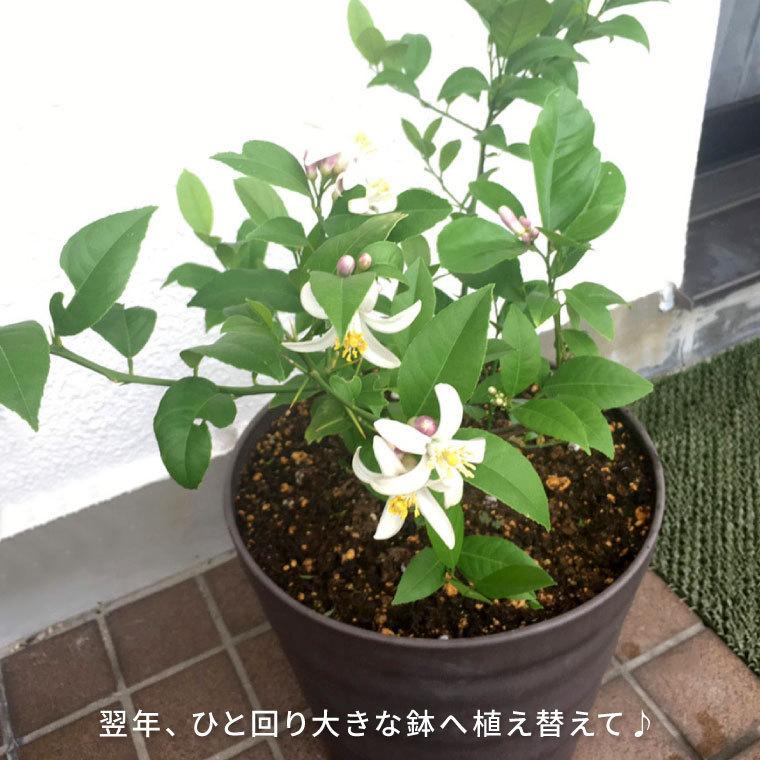 レモン苗木 実が沢山付き 果樹 鉢ごと発送 品種不明 レモン苗木 実が沢山付き 果樹 鉢ごと発送 品種不明 レモン苗木 実が