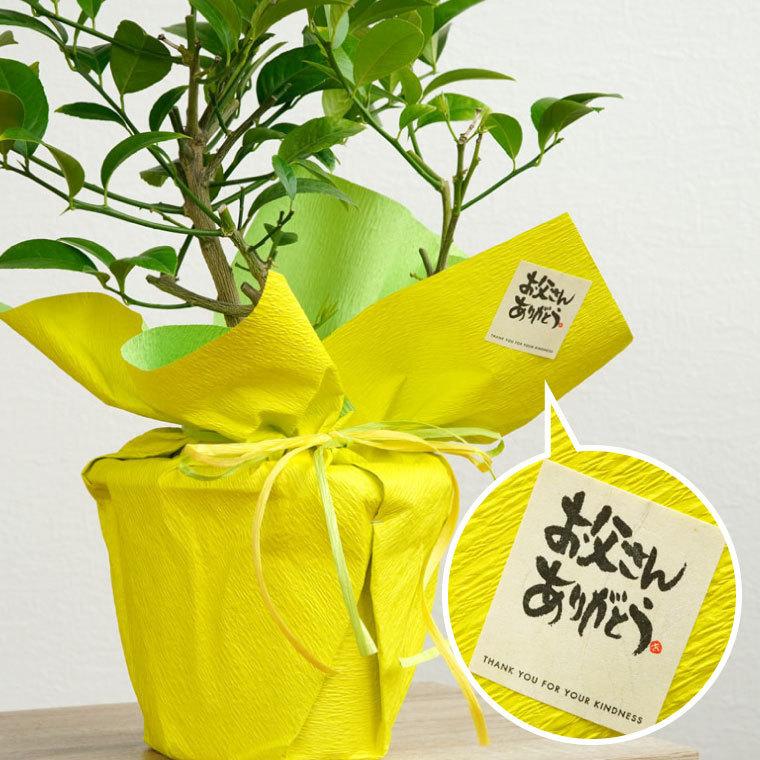 育てる 果樹鉢 レモンの木 号 果物 苗木 鉢植え 花 夏 ギフト 誕生日