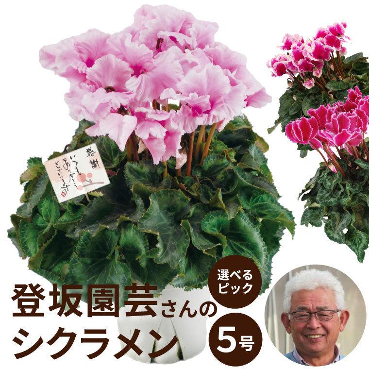 花鉢 登坂園芸 シクラメン 鉢植え 花 ギフト プレゼント 生花 定年退職 還暦祝い 女性 古希 喜寿 お祝い の品 母 誕生日 祖母 Ha 12 横浜花まりかフラワーギフト専門店 通販 Yahoo ショッピング