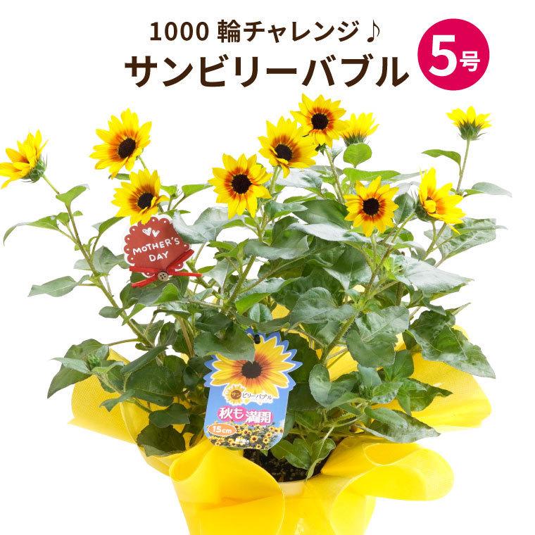 鉢植え 鉢花 プレゼント ひまわり 5号鉢 サンビリーバブル 生花 退職