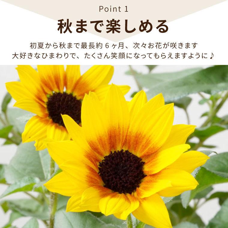 鉢植え 鉢花 プレゼント ひまわり 5号鉢 サンビリーバブル 生花 退職