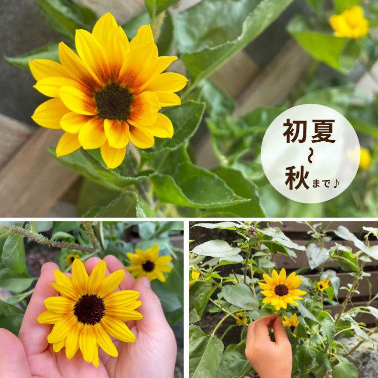 鉢植え 鉢花 プレゼント ひまわり 5号鉢 サンビリーバブル 生花 退職