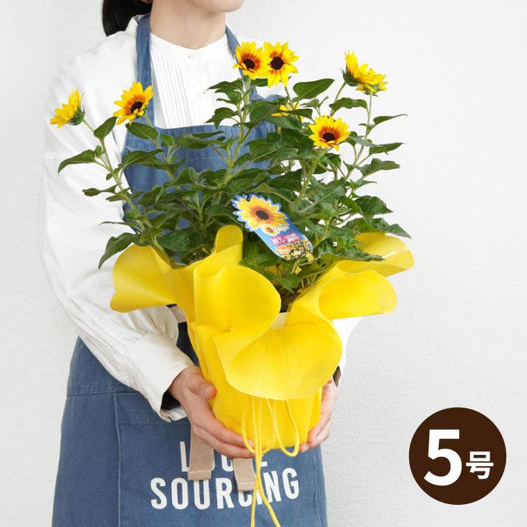 鉢植え 鉢花 プレゼント ひまわり 5号鉢 サンビリーバブル 生花 退職