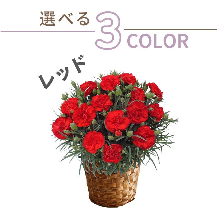 花鉢 鉢植え 花 ハッピー７ カーネーション 5号鉢 花とスイーツ ギフト セット 生花 お菓子 コンパクトミラー おしゃれ プレゼント｜marika｜14