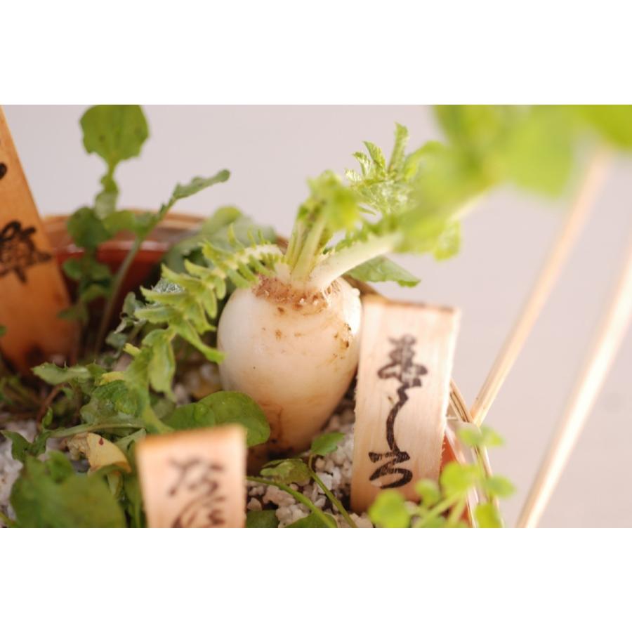 正月飾り 玄関 春の七草 寄せ植え 花 お歳暮 お年賀 おしゃれ 七草がゆ おかゆ 正月 アレンジ 年末年始 冬 ギフト プレゼント 宅配 配達 贈り物 Nhati 01 横浜花まりかフラワーギフト専門店 通販 Yahoo ショッピング