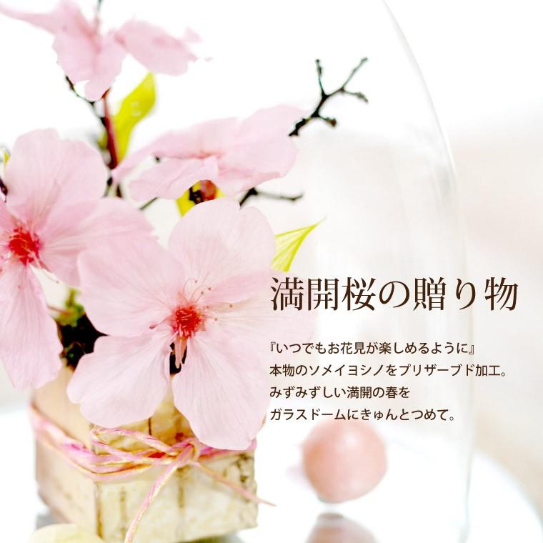 退職祝い 花 ギフト 桜 ドーム プリザーブドフラワー サクラ お花 宅配 さくら プレゼント 結婚記念日 還暦祝い 誕生日 女性 50代 60代 70代 Prs 横浜花まりかフラワーギフト専門店 通販 Yahoo ショッピング