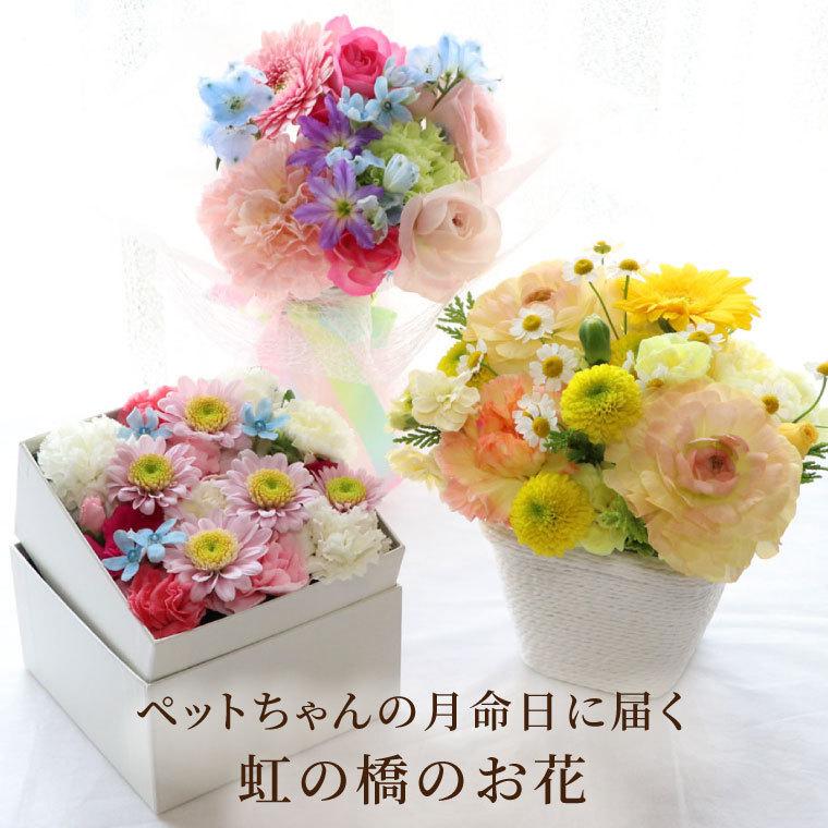 早割クーポン お供え 花 定期便 ペット 虹の橋 あの子 月命日 3か月 ふわふわ コース 生花 お悔やみ 供花 フラワー アレンジメント 枕花 犬 猫 命日 贈り物 Sik 03 横浜花まりかフラワーギフト専門店 通販 Yahoo ショッピング 最安 Www Maxipiso Com Ar