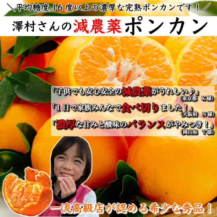 糖度16度 減農薬 ぽんかん 約5kg 訳あり品 高知県室戸産 ギフト : 土佐