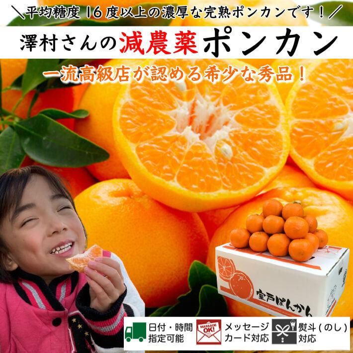 糖度16度 減農薬 ぽんかん 約5kg 訳あり品 高知県室戸産 ギフト : 土佐