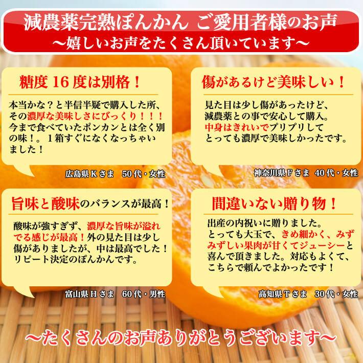 糖度16度 減農薬 ぽんかん 約5kg 訳あり品 高知県室戸産 ギフト : 土佐