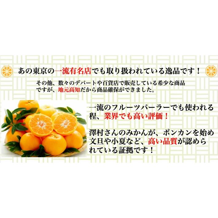 4月上旬発送予約 糖度14度 高知県山北産 減農薬ハウス小夏 4kg 贈答用 Mlサイズ 澤村さんの小夏 日向夏 ニューサマーオレンジ 送料無料 土佐カツオとうなぎ通販 池澤鮮魚 通販 Yahoo ショッピング