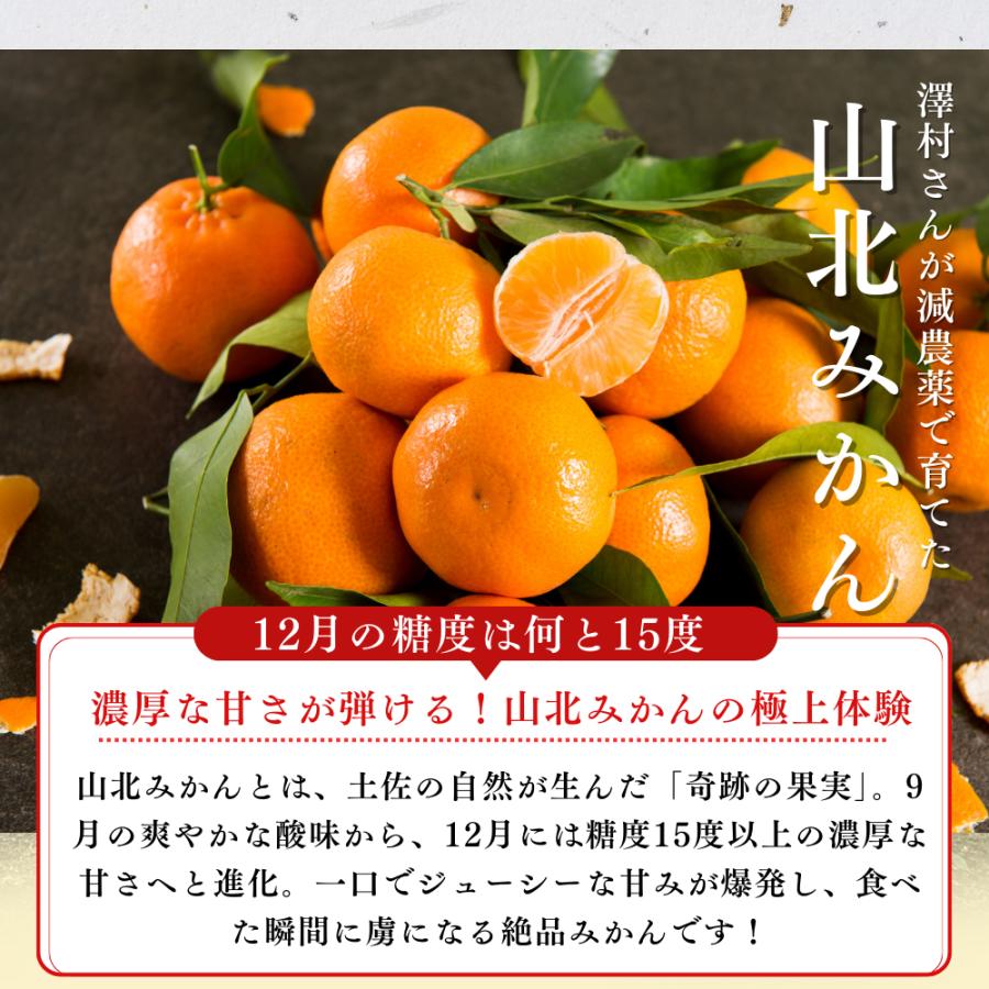 山北みかん 減農薬 訳あり 約5kg 生産者限定 温州みかん お歳暮 高知県