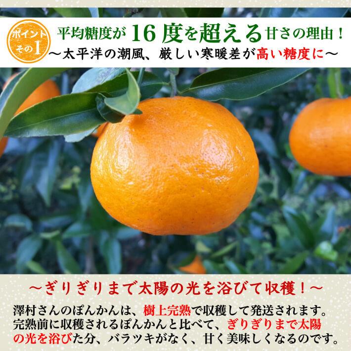 減農薬 ぽんかん 約10kg 訳あり品 サイズ混合 糖度16度 高知県 室戸産 澤村さんの完熟ポンカン 送料無料 土佐カツオとうなぎ通販 池澤鮮魚 通販 Yahoo ショッピング