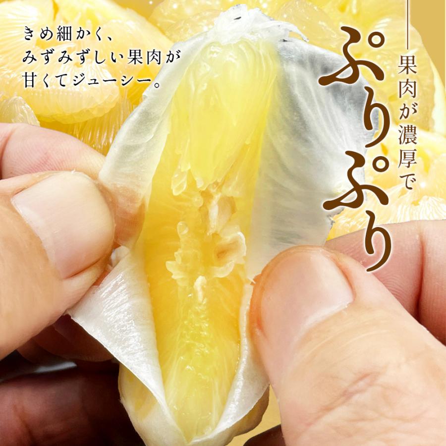 文旦 土佐文旦 糖度12度 高知県産 減農薬 約5kg 家庭用 訳あり 2L-L パール柑 ブンタン｜marin-online｜06