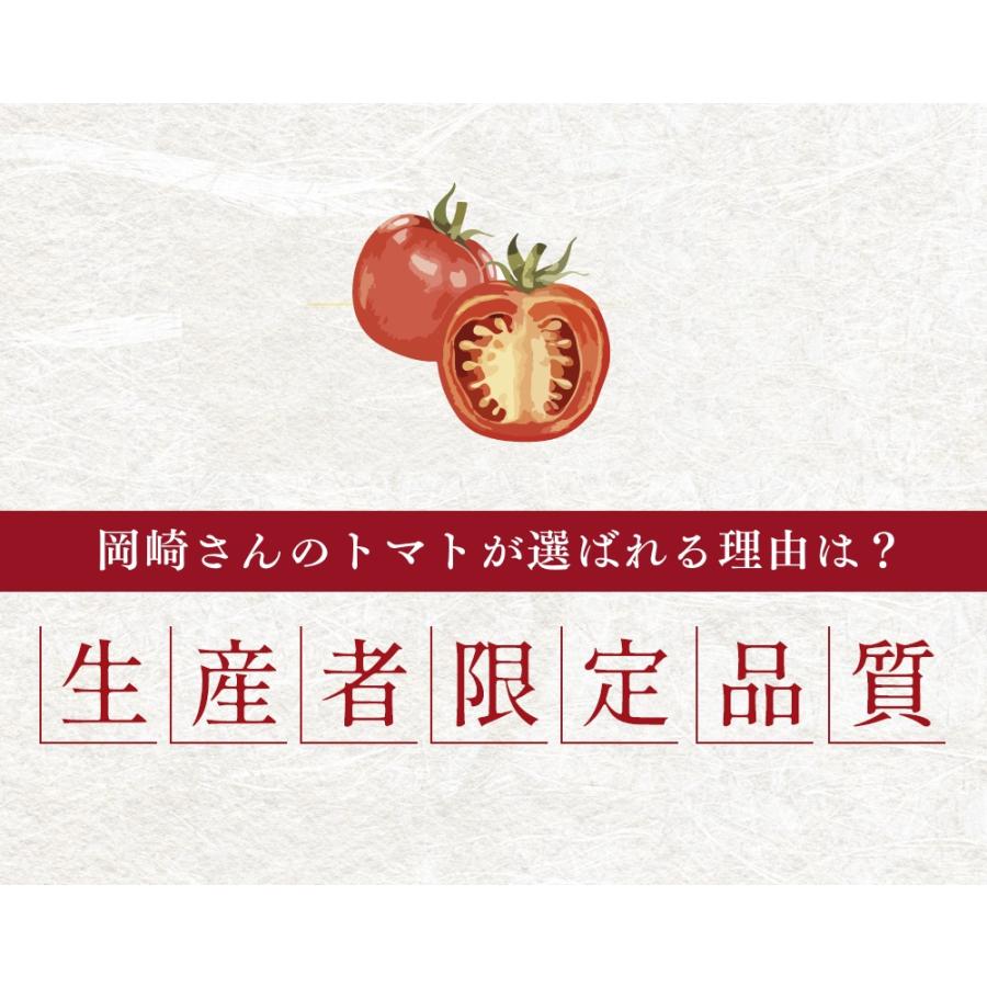 トマト フルーツトマト 高知県産 高濃度 ミニトマト 約1.5kg